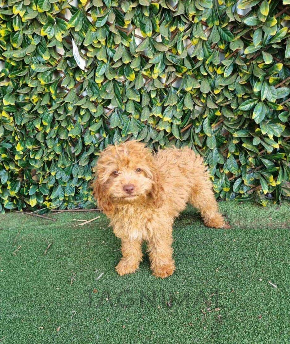 Cavapoo puppy for sale, dog for sale at Tagnimal