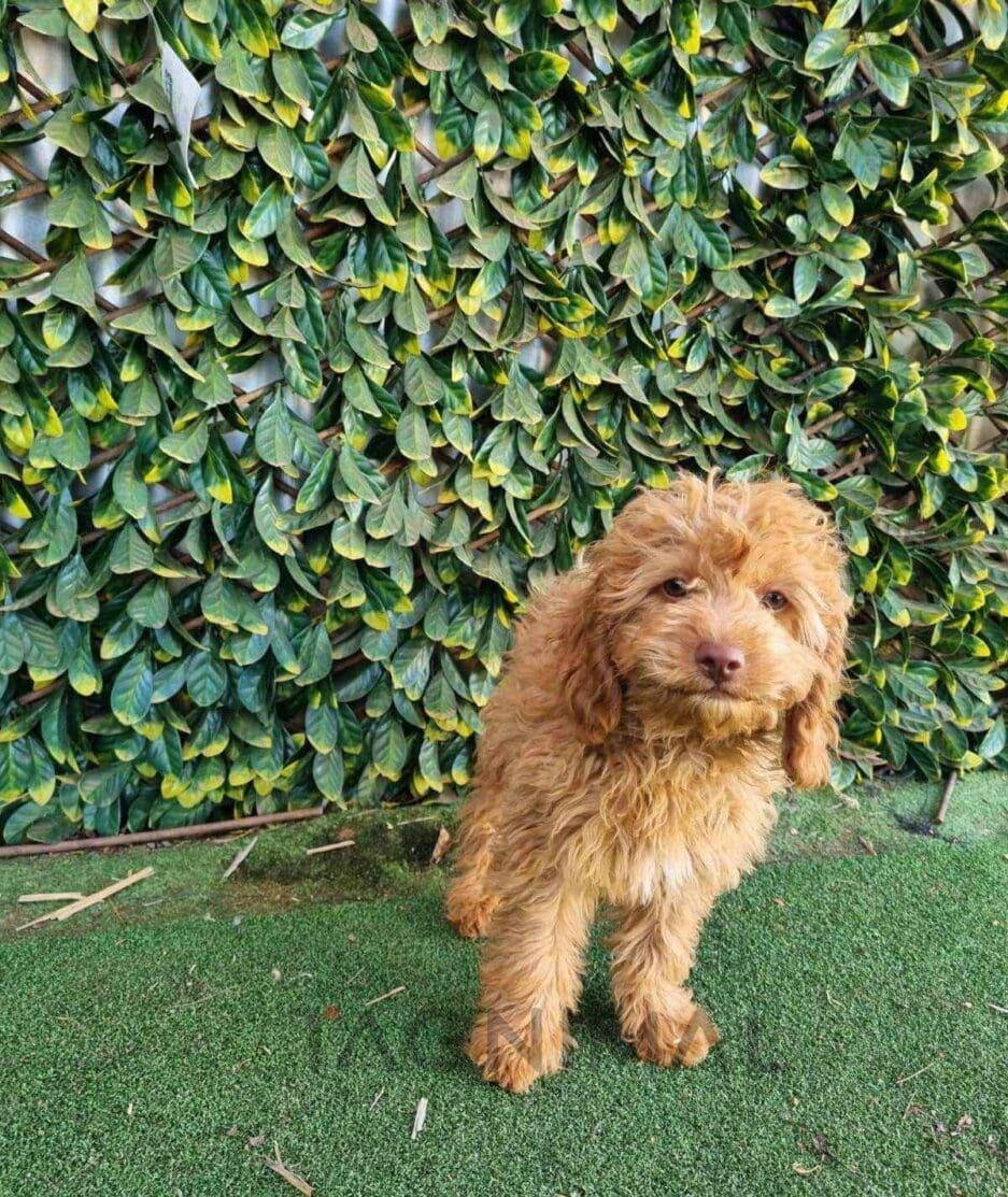 Cavapoo puppy for sale, dog for sale at Tagnimal