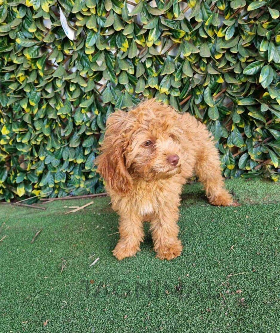 Cavapoo puppy for sale, dog for sale at Tagnimal