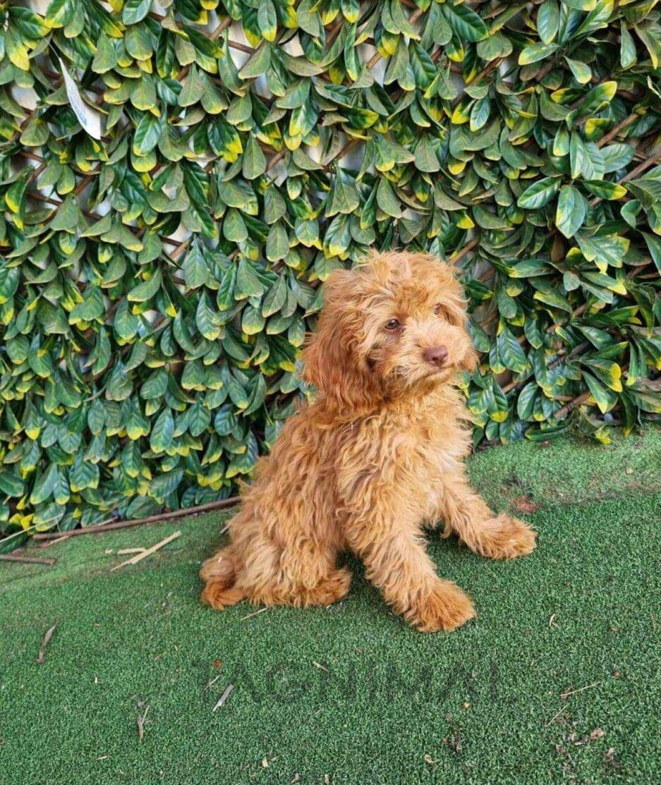 Cavapoo puppy for sale, dog for sale at Tagnimal