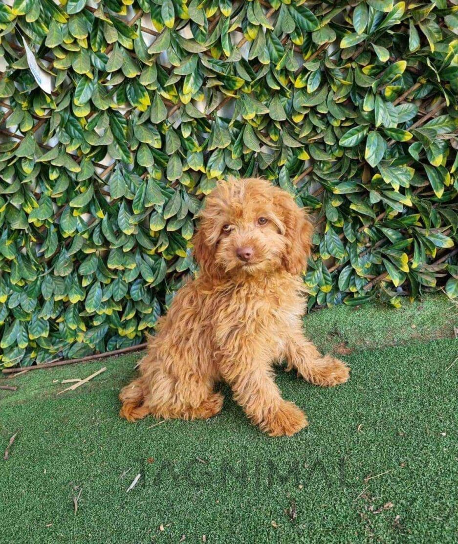 Cavapoo puppy for sale, dog for sale at Tagnimal