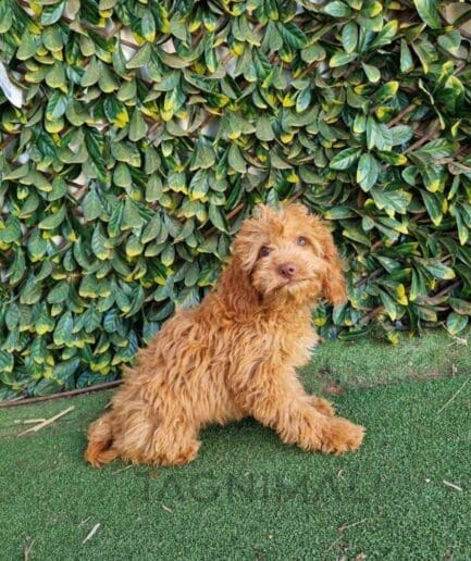 Cavapoo puppy for sale, dog for sale at Tagnimal