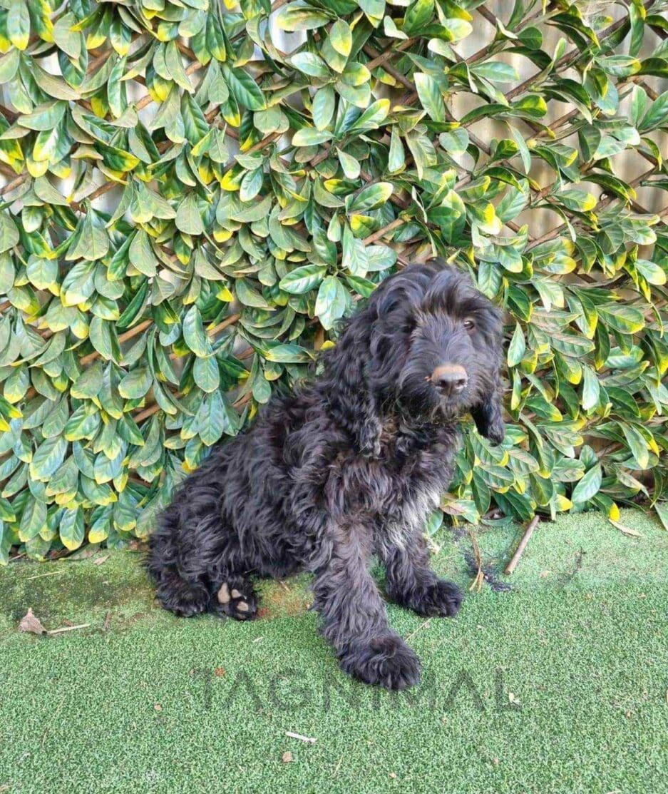 Cavapoo puppy for sale, dog for sale at Tagnimal