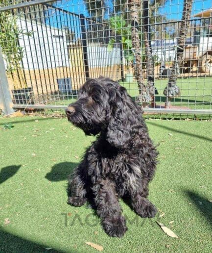 Cavapoo puppy for sale, dog for sale at Tagnimal