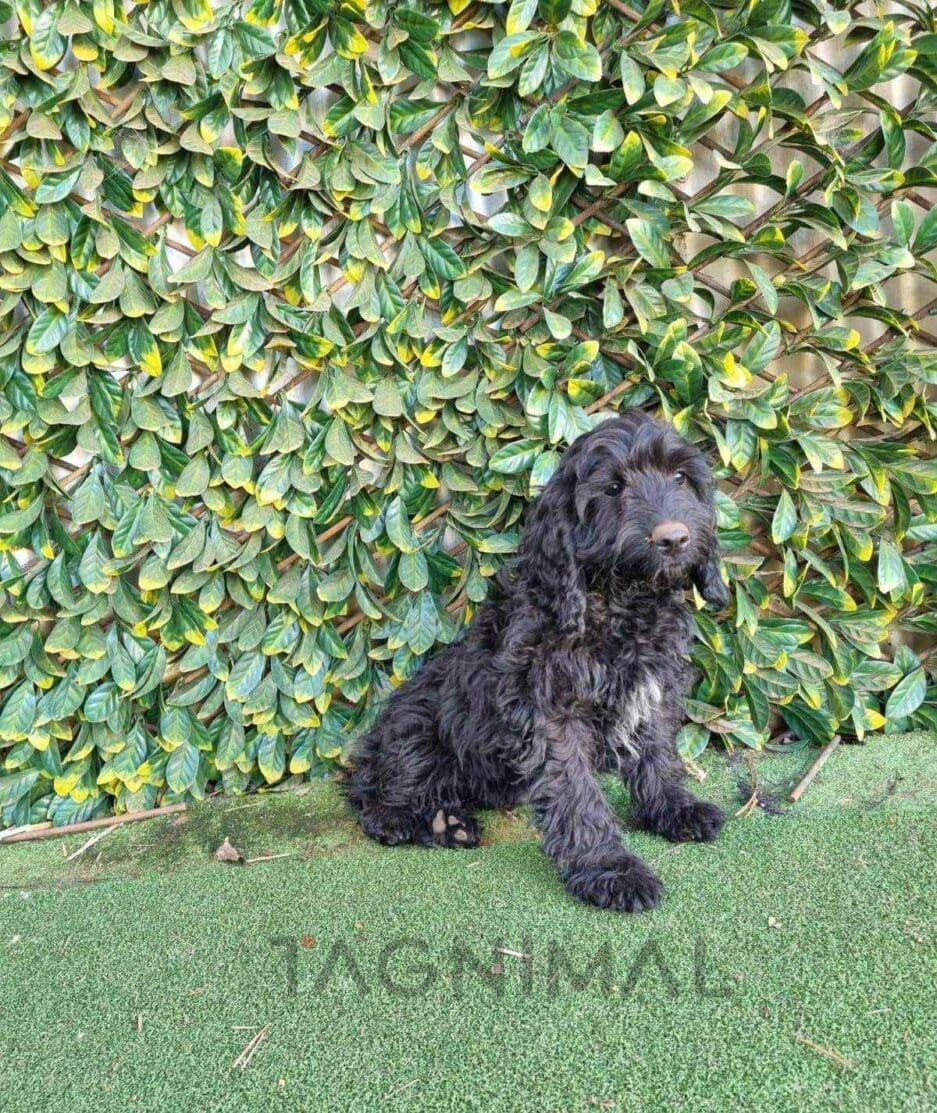 Cavapoo puppy for sale, dog for sale at Tagnimal