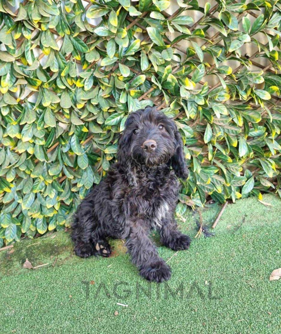 Cavapoo puppy for sale, dog for sale at Tagnimal