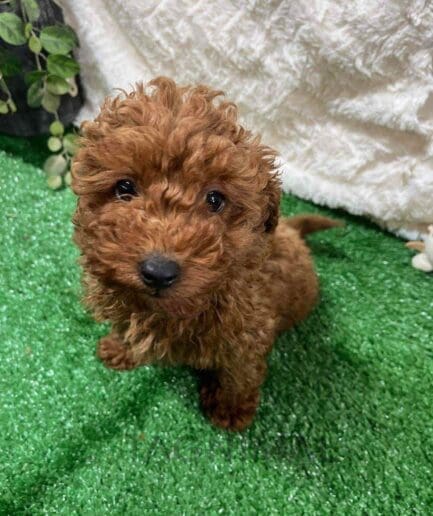 Cavapoo puppy for sale, dog for sale at Tagnimal