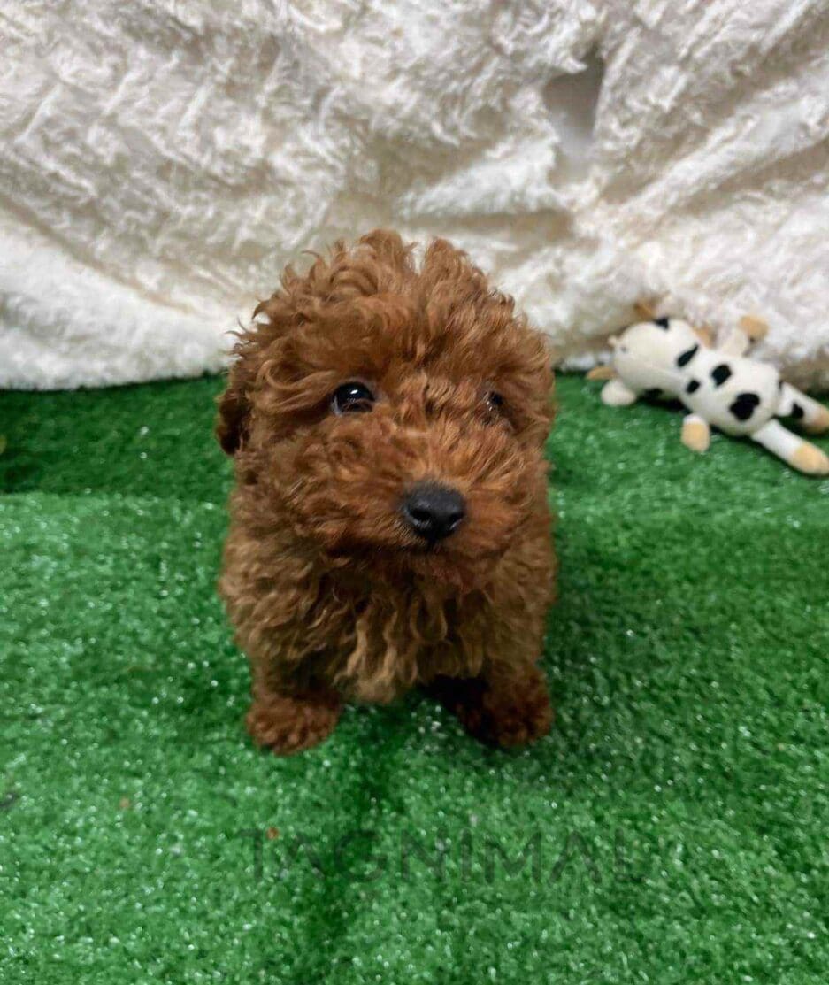 Cavapoo puppy for sale, dog for sale at Tagnimal