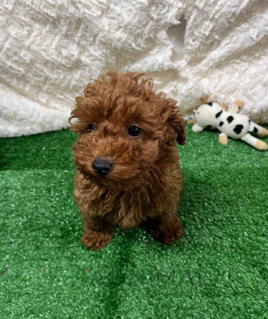 Cavapoo puppy for sale, dog for sale at Tagnimal