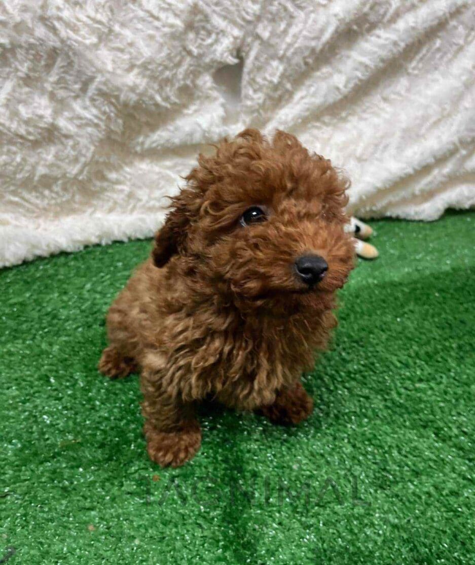 Cavapoo puppy for sale, dog for sale at Tagnimal