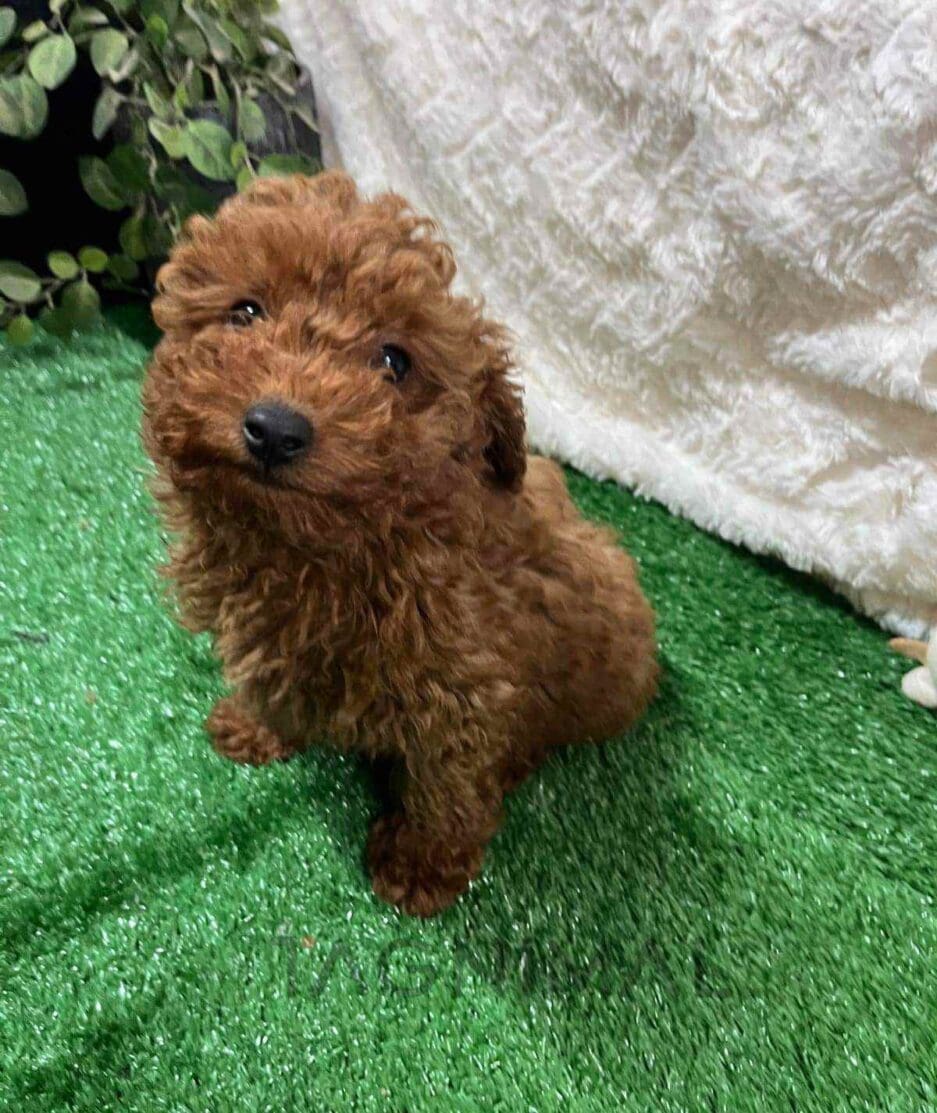 Cavapoo puppy for sale, dog for sale at Tagnimal