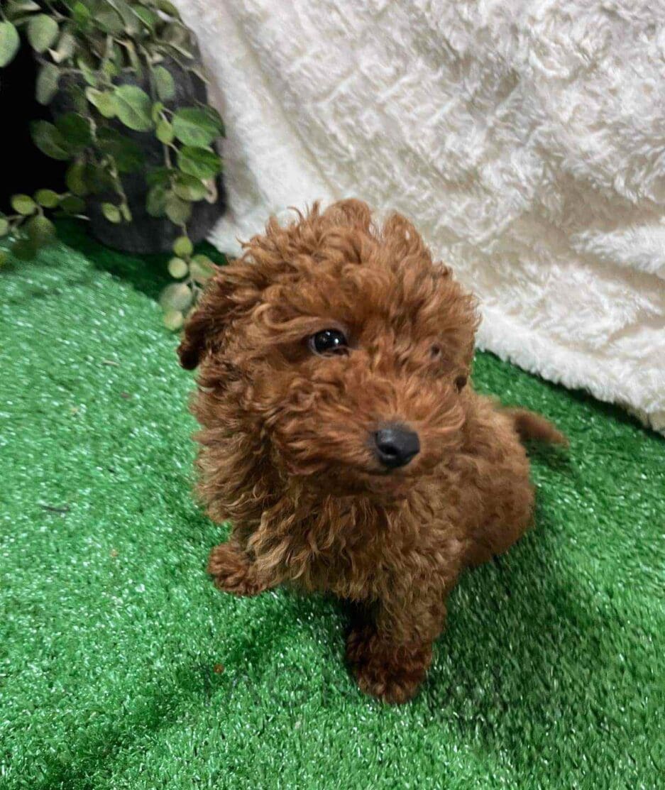 Cavapoo puppy for sale, dog for sale at Tagnimal