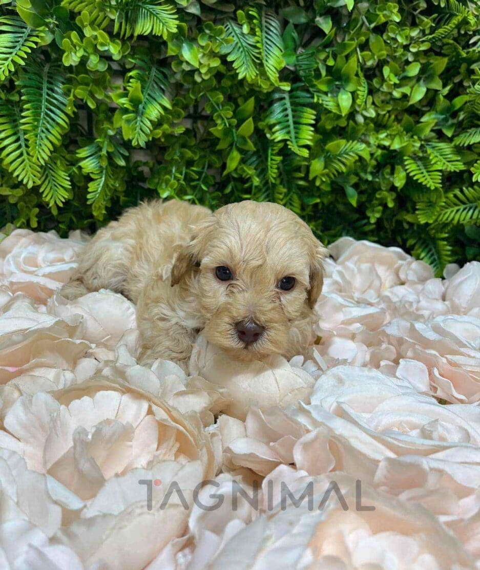 Cavapoo puppy for sale, dog for sale at Tagnimal