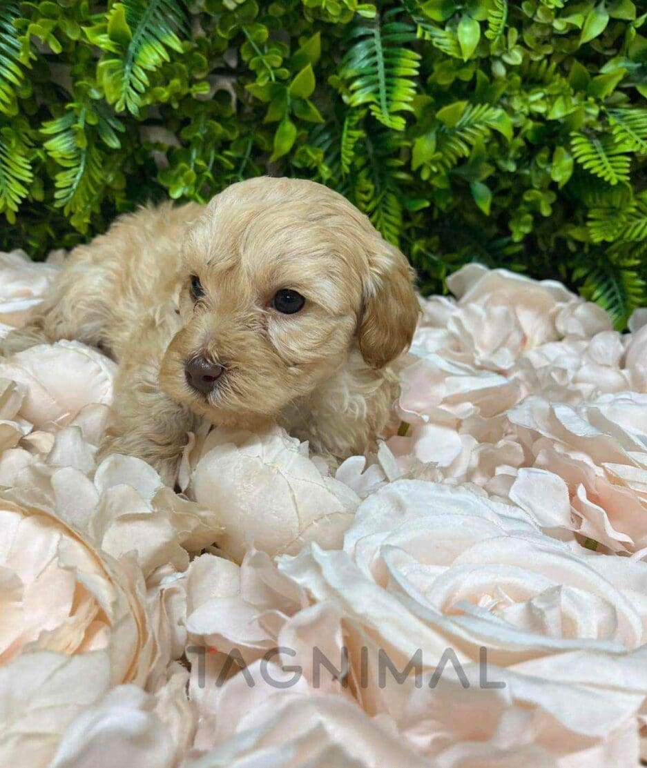 Cavapoo puppy for sale, dog for sale at Tagnimal