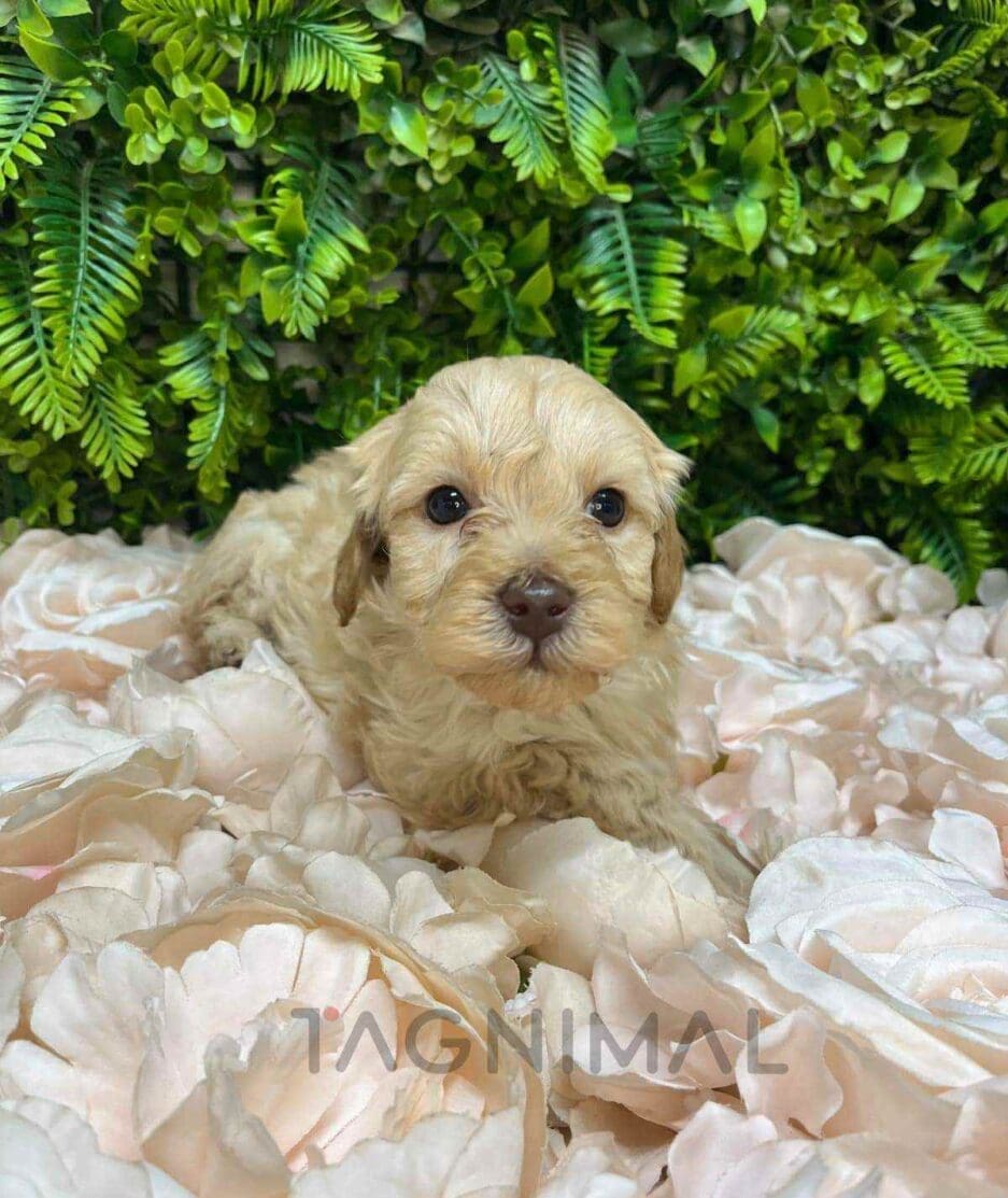 Cavapoo puppy for sale, dog for sale at Tagnimal