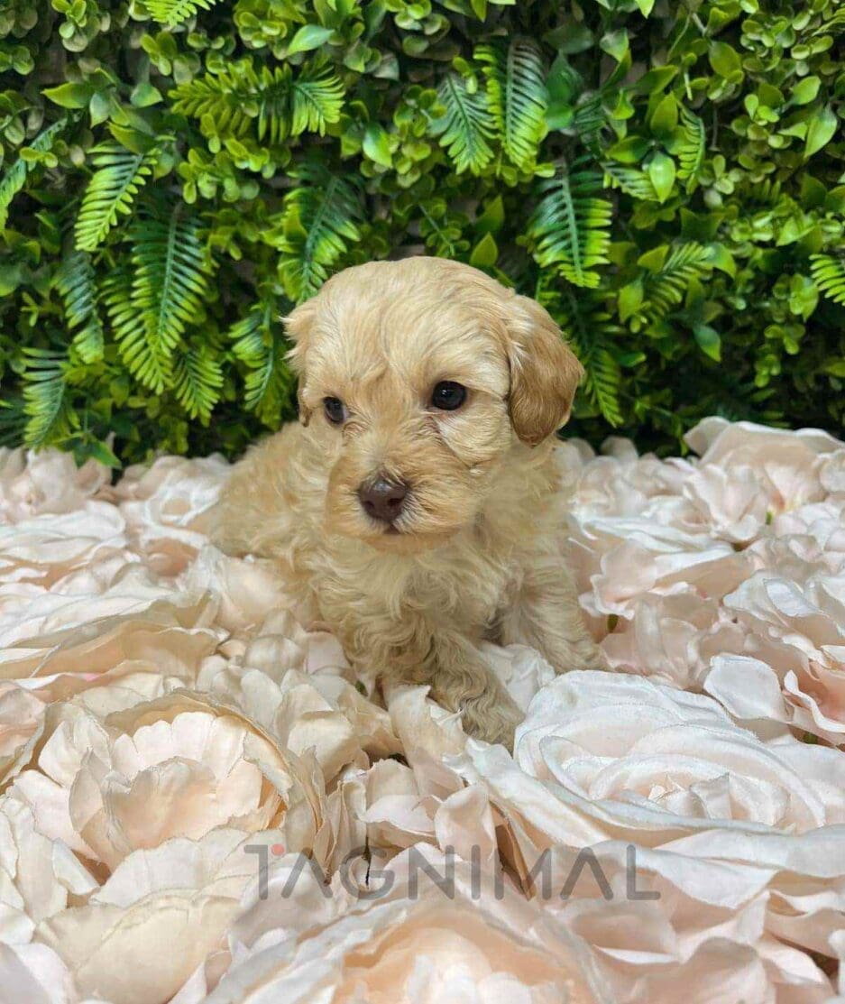 Cavapoo puppy for sale, dog for sale at Tagnimal