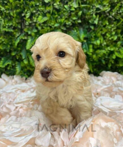 Cavapoo puppy for sale, dog for sale at Tagnimal