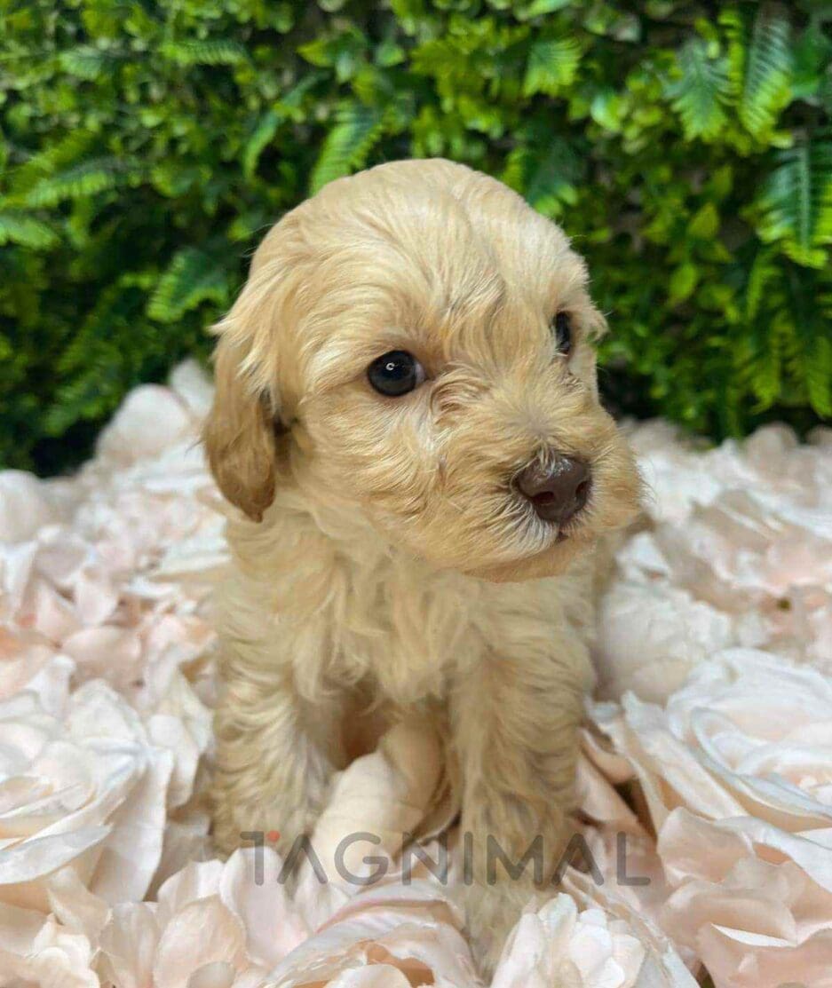 Cavapoo puppy for sale, dog for sale at Tagnimal