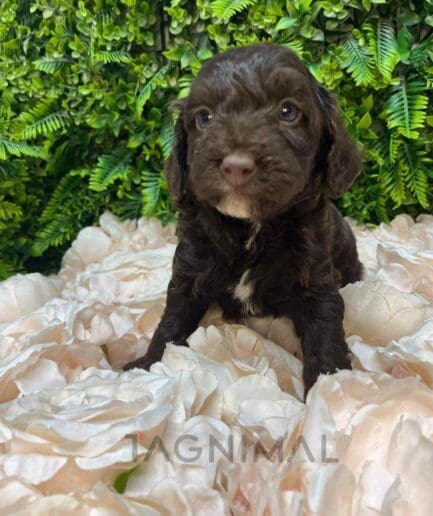 Cavapoo puppy for sale, dog for sale at Tagnimal