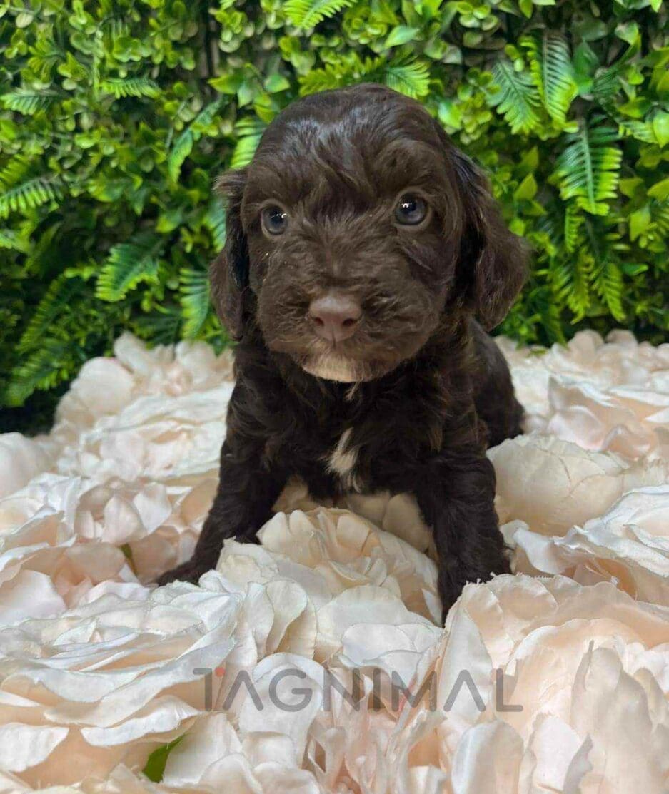 Cavapoo puppy for sale, dog for sale at Tagnimal