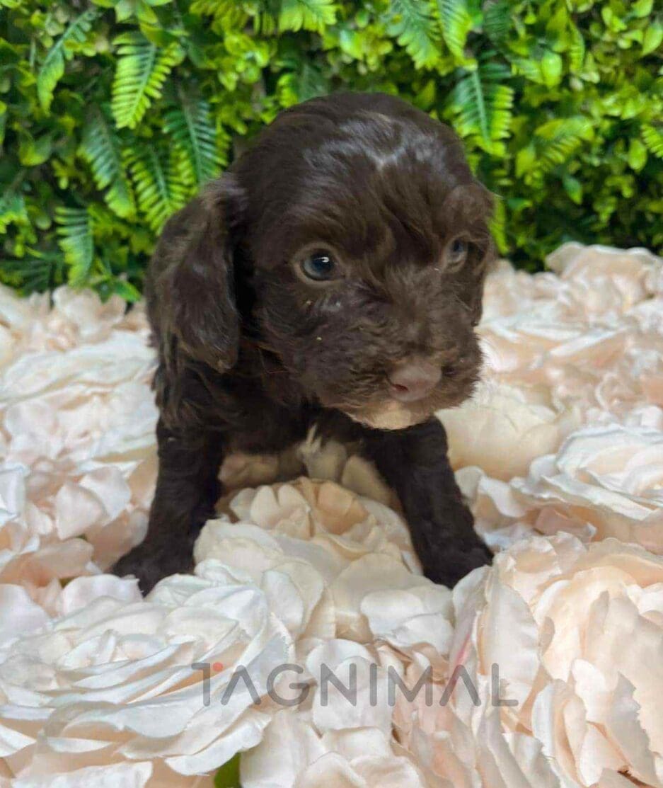 Cavapoo puppy for sale, dog for sale at Tagnimal