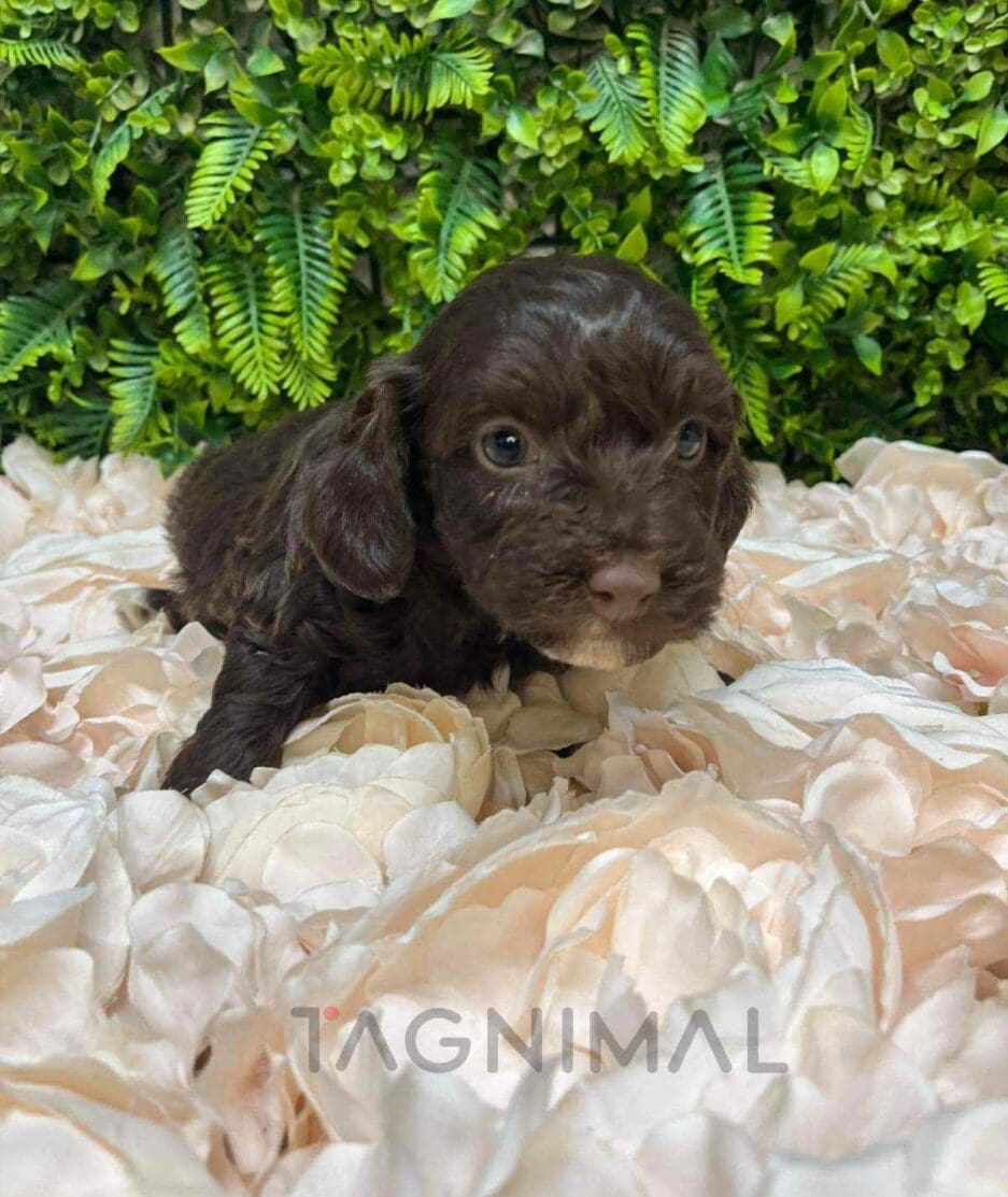 Cavapoo puppy for sale, dog for sale at Tagnimal