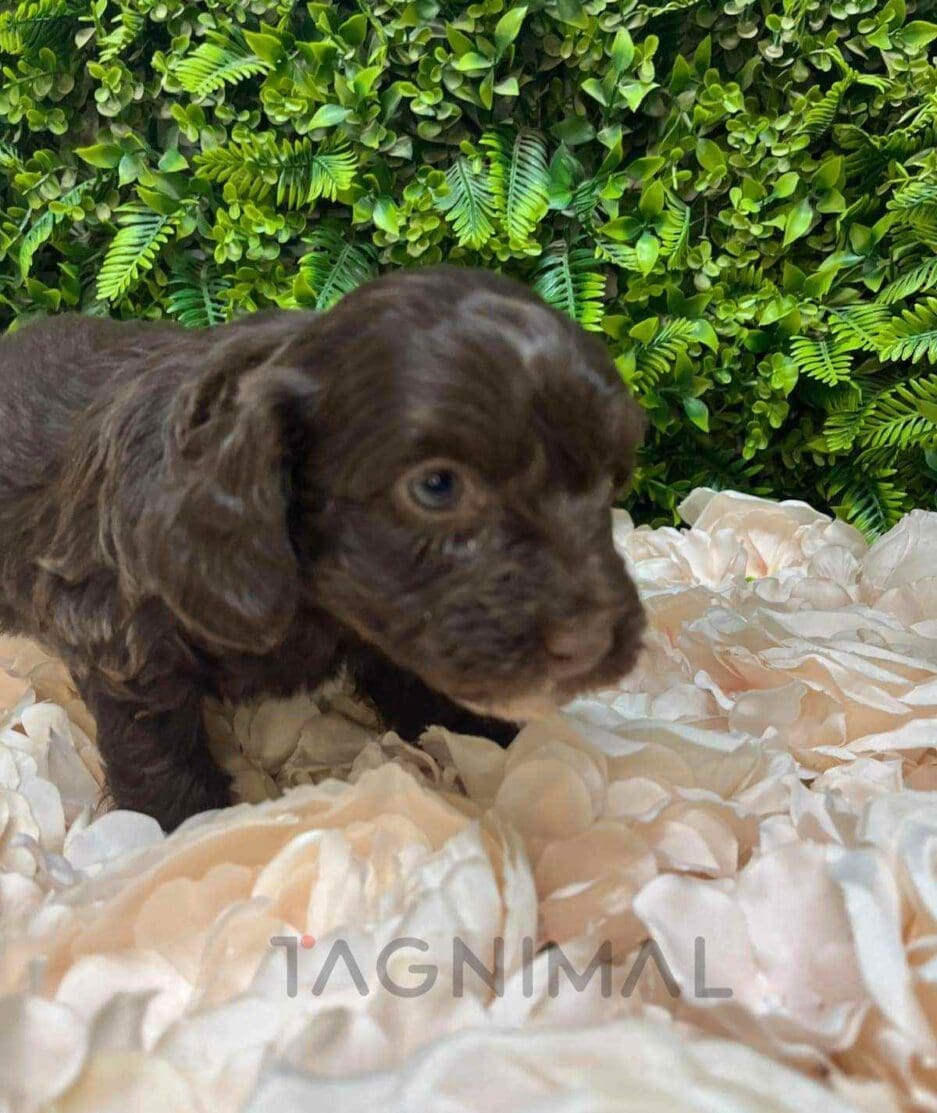 Cavapoo puppy for sale, dog for sale at Tagnimal