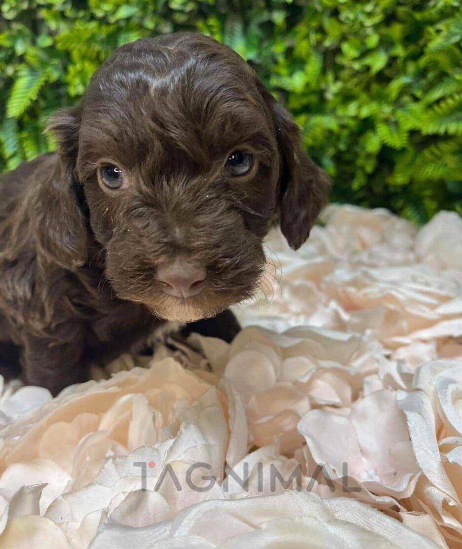 Cavapoo puppy for sale, dog for sale at Tagnimal