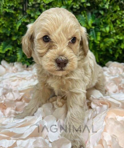 Cavapoo puppy for sale, dog for sale at Tagnimal