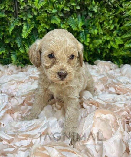 Cavapoo puppy for sale, dog for sale at Tagnimal