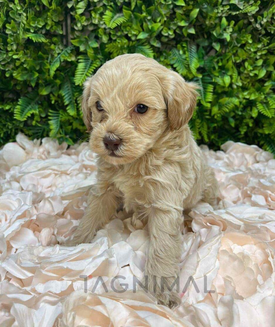 Cavapoo puppy for sale, dog for sale at Tagnimal