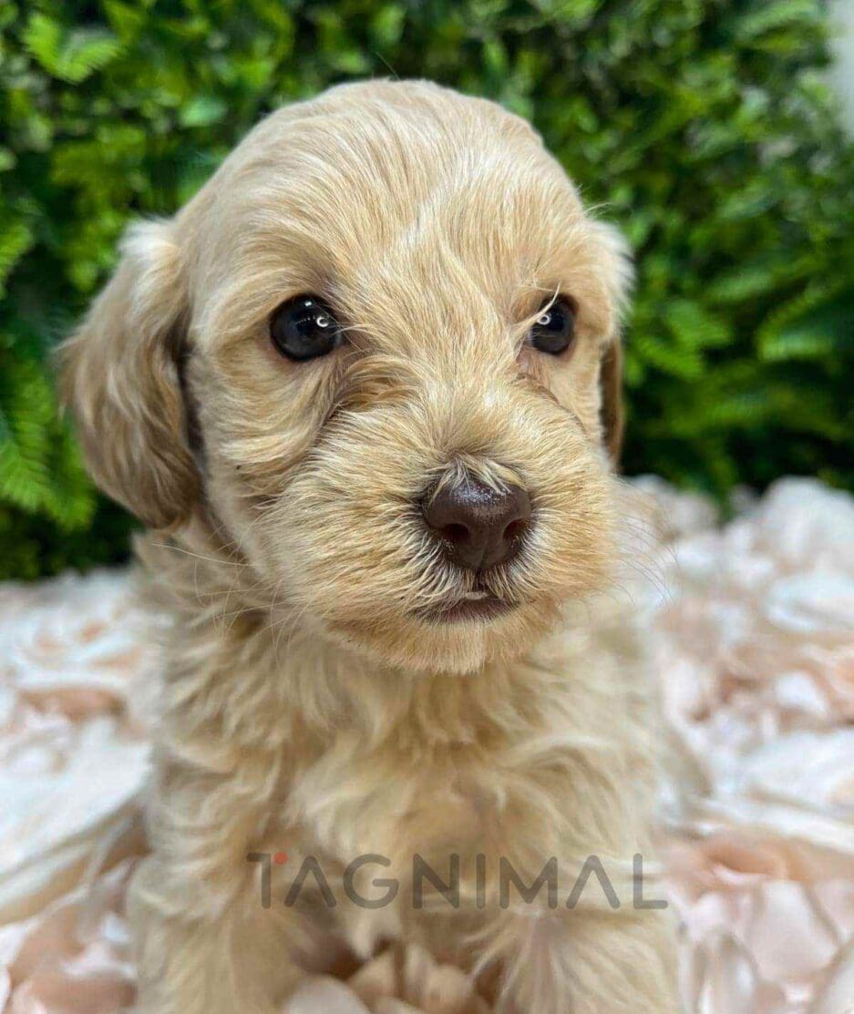 Cavapoo puppy for sale, dog for sale at Tagnimal