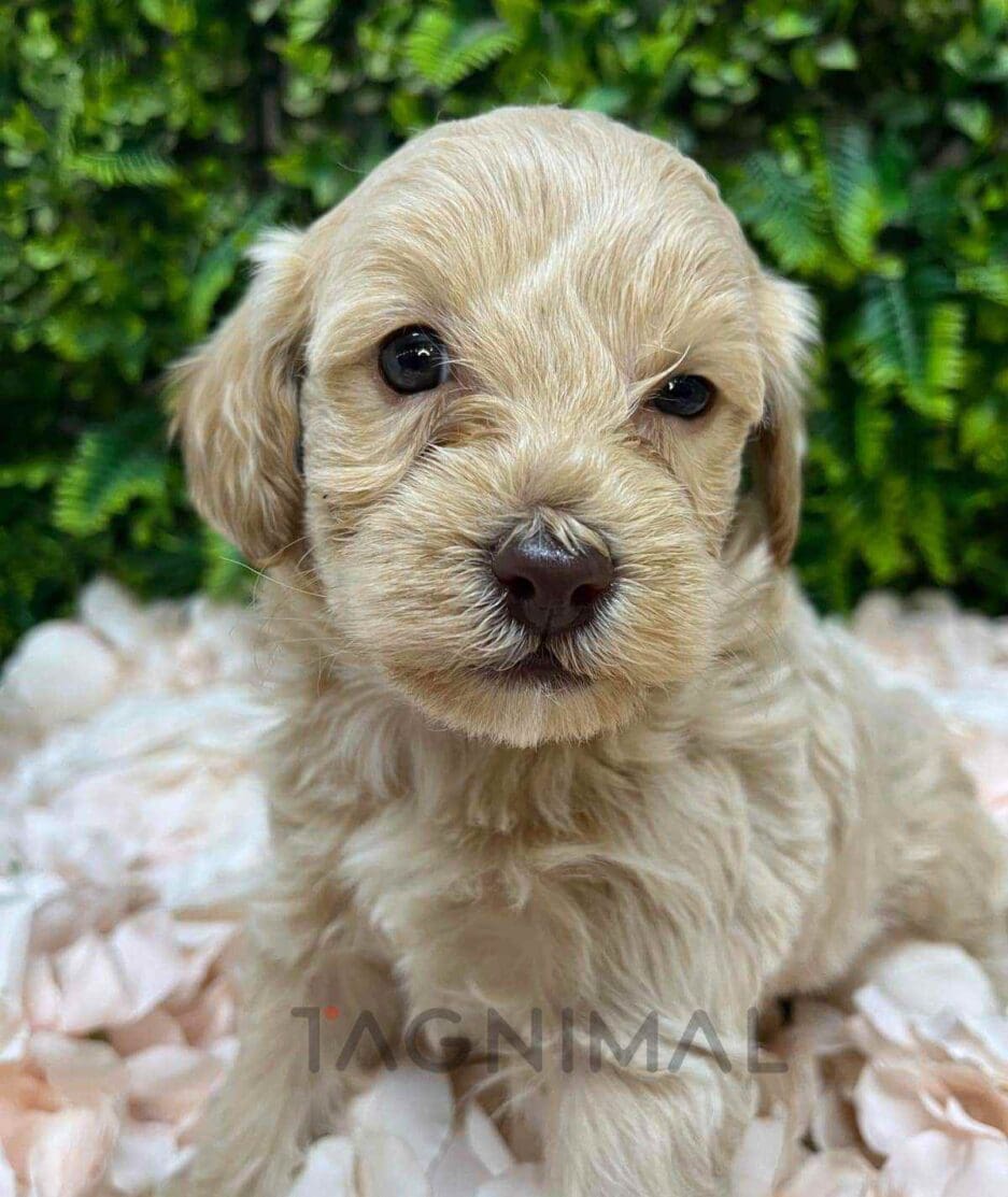 Cavapoo puppy for sale, dog for sale at Tagnimal