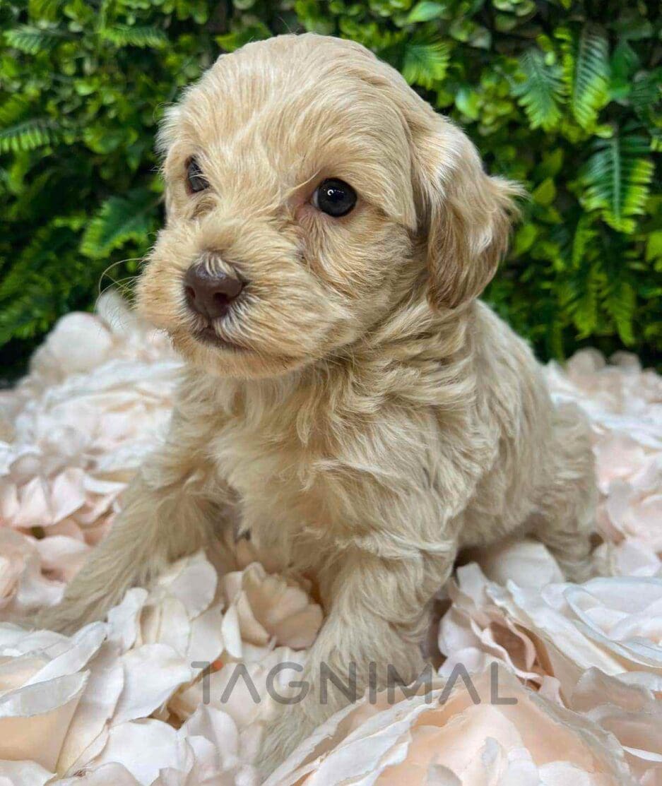 Cavapoo puppy for sale, dog for sale at Tagnimal