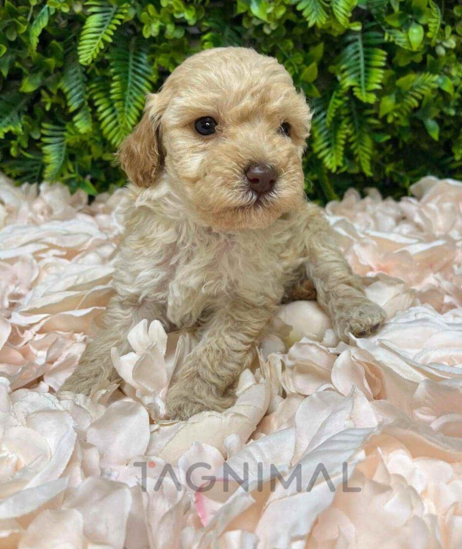 Cavapoo puppy for sale, dog for sale at Tagnimal