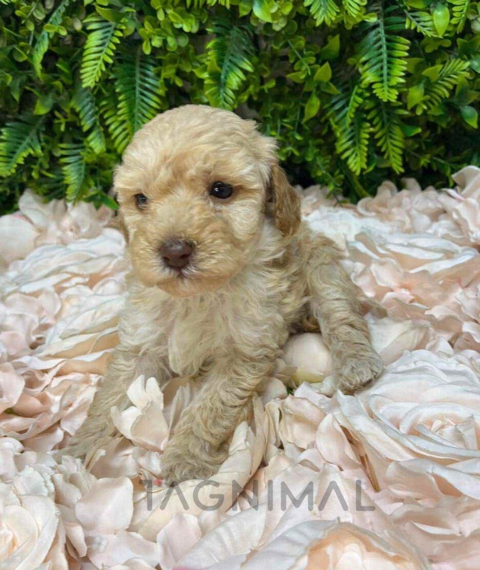 Cavapoo puppy for sale, dog for sale at Tagnimal