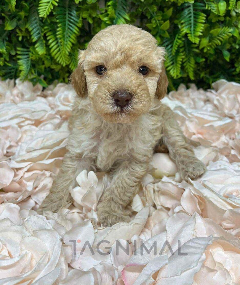 Cavapoo puppy for sale, dog for sale at Tagnimal