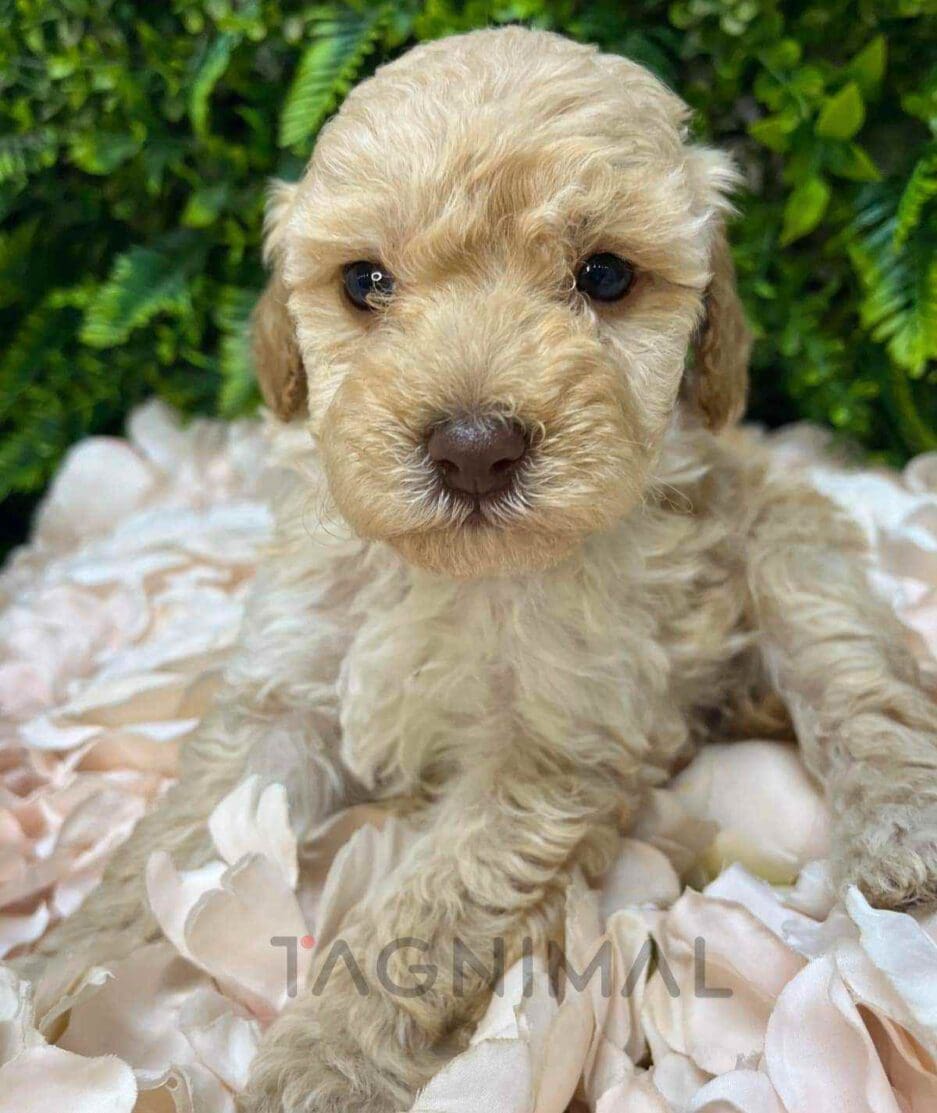 Cavapoo puppy for sale, dog for sale at Tagnimal