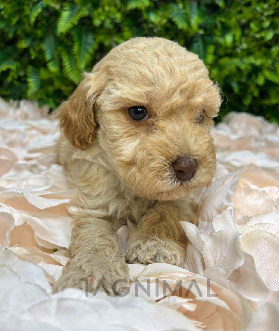 Cavapoo puppy for sale, dog for sale at Tagnimal