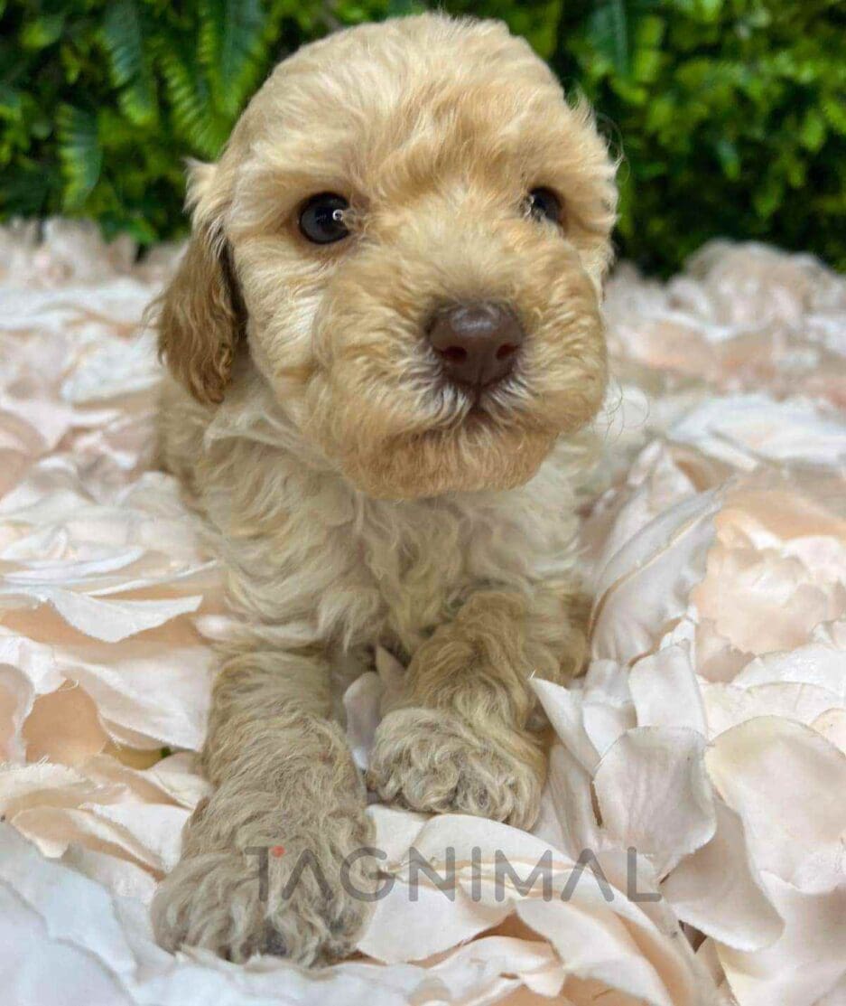 Cavapoo puppy for sale, dog for sale at Tagnimal