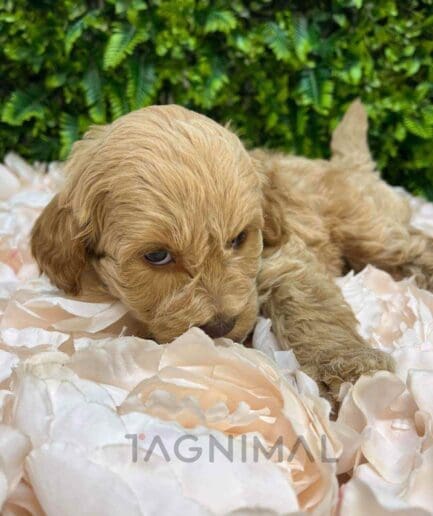 Cavapoo puppy for sale, dog for sale at Tagnimal