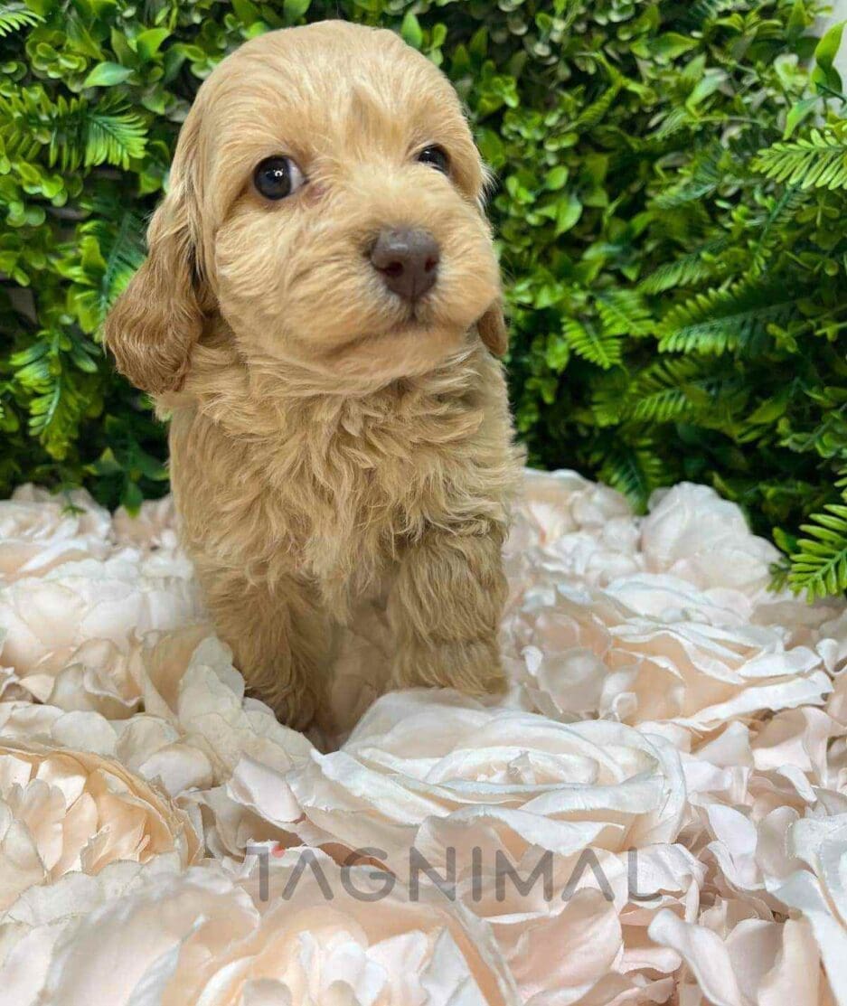 Cavapoo puppy for sale, dog for sale at Tagnimal