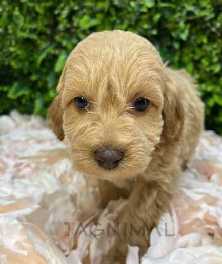 Cavapoo puppy for sale, dog for sale at Tagnimal