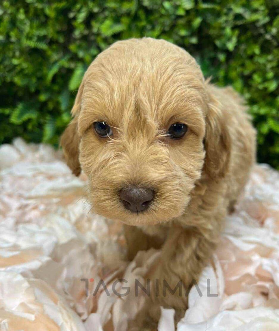 Cavapoo puppy for sale, dog for sale at Tagnimal