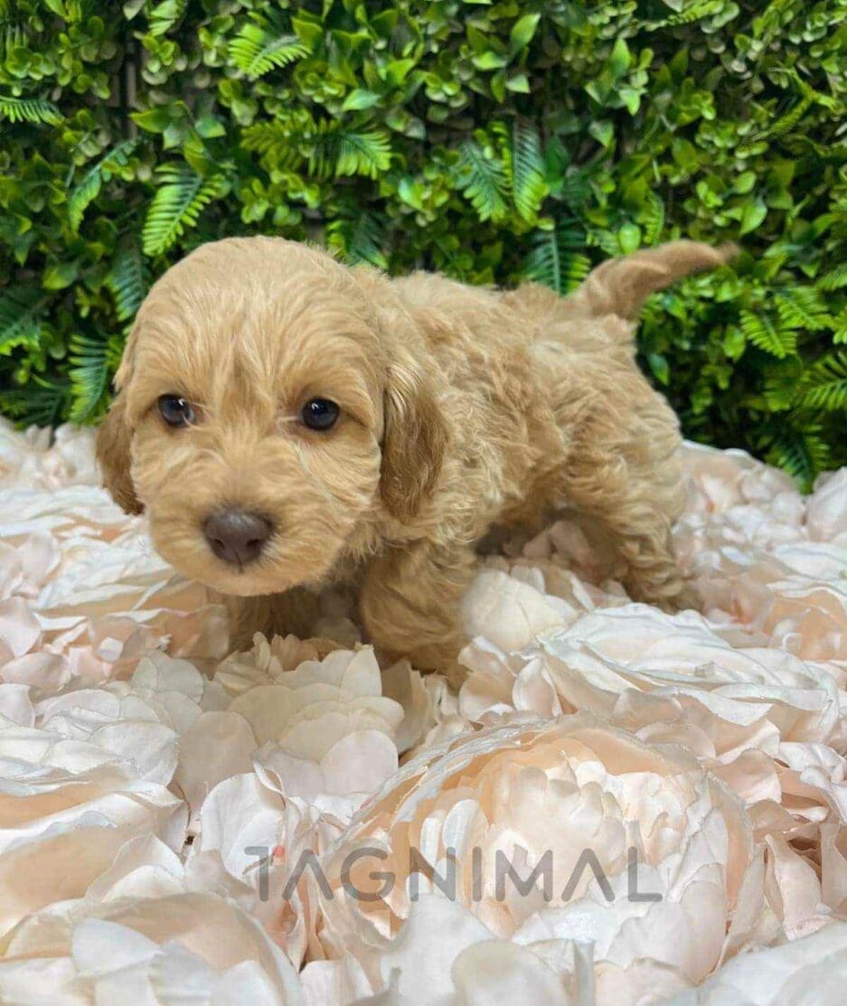 Cavapoo puppy for sale, dog for sale at Tagnimal