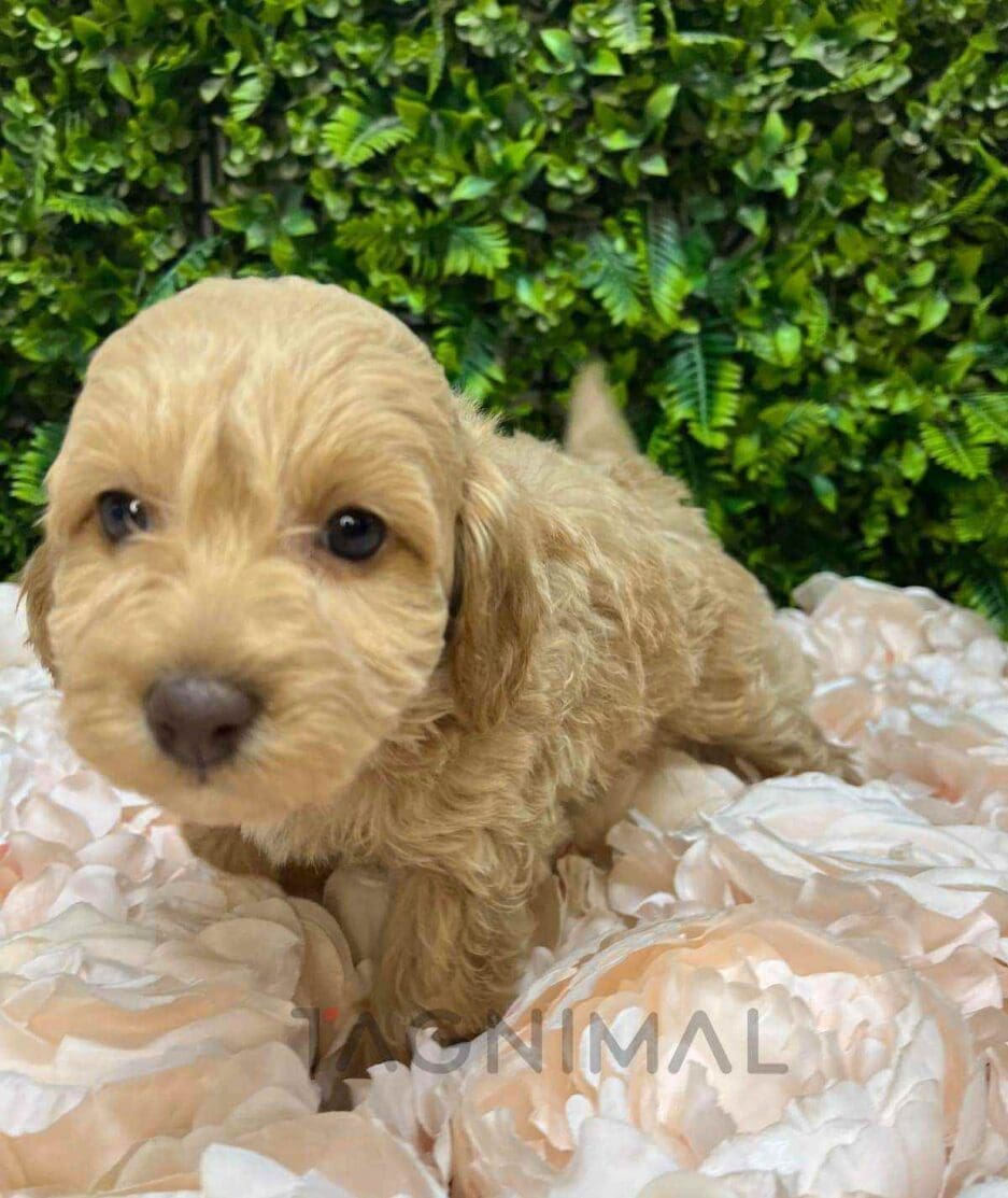 Cavapoo puppy for sale, dog for sale at Tagnimal