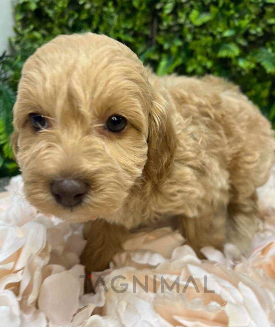 Cavapoo puppy for sale, dog for sale at Tagnimal