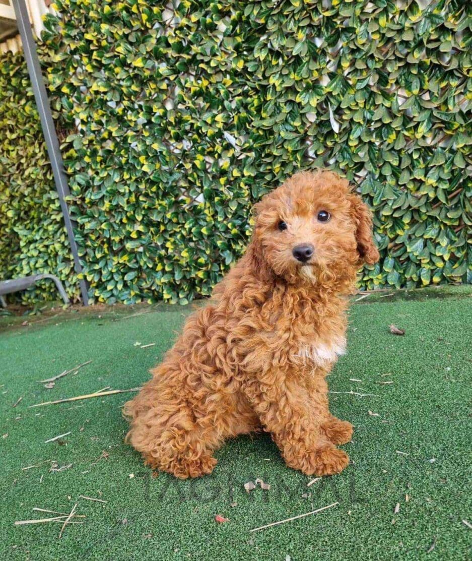 Cavapoo puppy for sale, dog for sale at Tagnimal