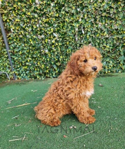 Cavapoo puppy for sale, dog for sale at Tagnimal