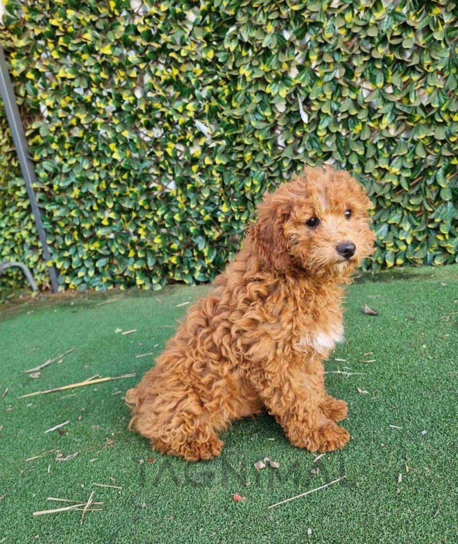 Cavapoo puppy for sale, dog for sale at Tagnimal